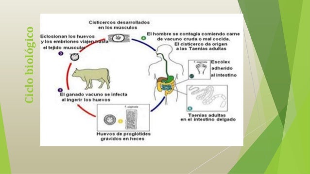 cisticercosis bovina